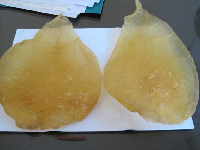 bong bóng cá, đặc sản khánh hòa, freshfish